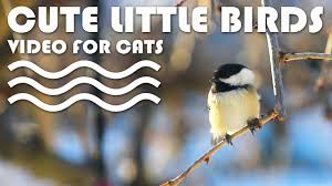 Birds For Cats To Watch Entertainment For Cats Cute Little Birds For Cats To Watch Free Screensaver Video For Cats Video For Cats More Videos For Cat Gif Kitty Games Little Birds