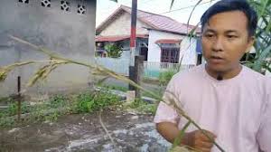 We did not find results for: Pemetikan Kembang Serai Dan Khasiatnya