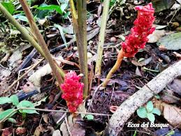 Image result for Renealmia