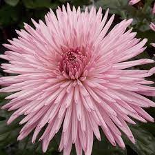 7 Fuji Mums Flower Tattoo Tips You Need To Learn Now Fuji Mums Flower Tattoo F Flower Fuji Learn Mums Tattoo Tatto Mums Flowers Flowers Chrysanthemum