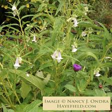 Image result for Sesamum angolense