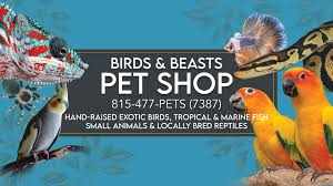 What is the best bird to buy. Birds And Beasts Pet Shop Home Facebook