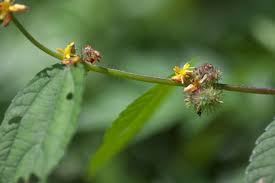 Image result for Triumfetta