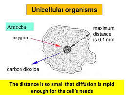 Check spelling or type a new query. Respiration In Animals Through Skin Body Wall Videos And Examples
