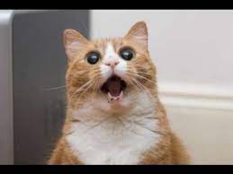 Funny Cats Xd Part 6 Youtube Funny Cat Compilation Funny Cat Pictures Funny Animal Pictures