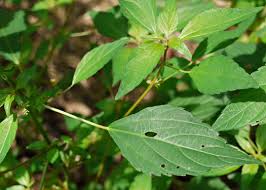Image result for Acalypha ornata