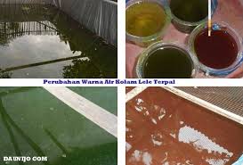 Air Kolam Ikan Lele Berubah Warna Dari Hijau Menjadi Coklat Kemerahan Ketahui Penyebabnya Daun Ijo