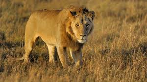 Löwe leinwand bilder lion wandbild xxl bunt kunstdruck tiere abstrakt wohnzimmer. Steckbrief Lowe Wissen Swr Kindernetz