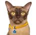 Burmese Breeder - Brediburm Cattery