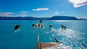 Sea legs, humorous colloquial term implying ability to walk on a ship's deck when she is at sea in the figurative sense of perplexed is attested from 1768, from literal sense of. Rapid Greenland Ice Loss To Amplify Sea Level Rise Environment All Topics From Climate Change To Conservation Dw 10 12 2019