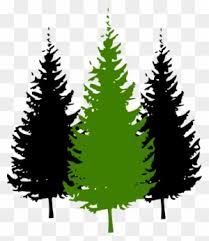 Isolated vector image of conifer. Redwood Tree Drawing With Roots For Kids Pine Tree Silhouette Free Transparent Png Clipart Images Download