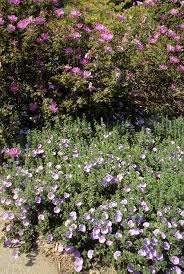 Image result for Convolvulus goyderi