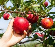 Apple Picking