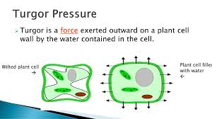 Maybe you would like to learn more about one of these? Plant Cell Water Relation Terminology Ppt Download