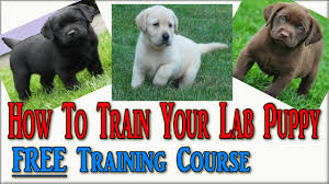 That means rewarding behavior that you want your puppy to repeat. How To Train Labrador Puppies Click The Link Now Labrador Retriever Puppies Labrador Puppy Youtube