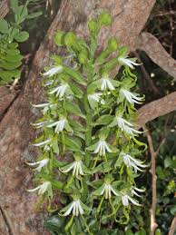 Image result for Bonatea