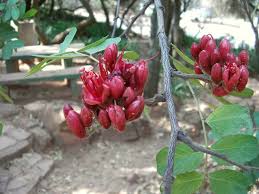 Image result for Schotia brachypetala