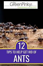 We did not find results for: What To Do About Ants In Your Lawn The Best Things To Do