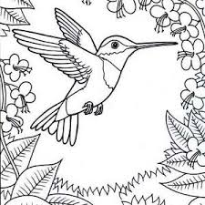 Hummingbird Steady Flying To Eat Nectar Coloring Page Hummingbird Steady Flying To Eat Nectar Bird Coloring Pages Hummingbird Colors Printable Coloring Pages