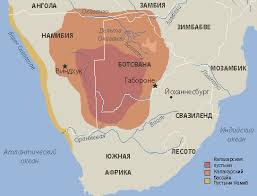 Image result for Plinthus cryptocarpus