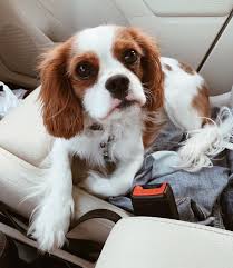 Riley The Cavalier On Instagram Hey Human Are You Sure I Can T Dri Cavalier King Charles Spaniel King Charles Cavalier Spaniel Puppy Cavalier King Charles
