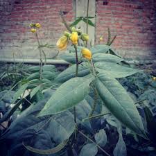 Image result for Cassia angolensis