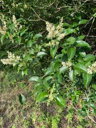 Image result for Ligustrum lucidum