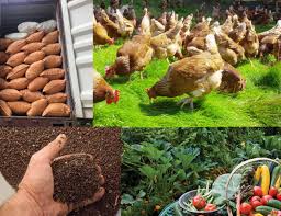 Doo doo guide (chapter 3). Organic Fertilizer Chicken Dung Cromalinsupport