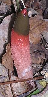 Image result for Mutinus elegans