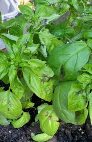 If your basil has yellow leaves, it is extremely likely that one of these 9 problems is the cause. I Bought This Basil About A Week Ago Seems It Always Get These Dark Hometalk