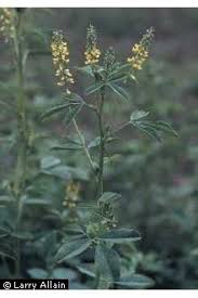 Image result for Melilotus indicus