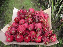 Sajikan punch naga merah dengan air soda manis. Buah Naga Super Red Mapio Net