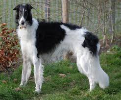 The borzoi is a large, beautiful and speedy hound with a lovely, flowing coat. Borzoi Wikipedia