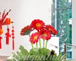 Hình ảnh về Hoa đồng tiền ngày Tết