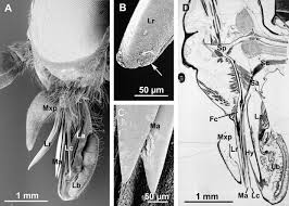 Image result for what do Mallophaga look like in dog fur