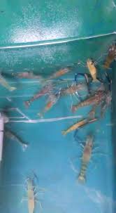 Koleksi udang galah hidup beserta dengan beberapa ekor ikan misteri di dalam kolam/holding tank milik bapa aku. Tak Percaya Udang Galah Boleh Diternak Udang Galah Muar