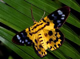 Image result for Dysphania procera