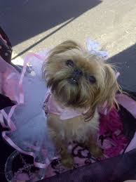 Princess Tiffany Animals Dogs Princess