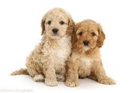 Florida pups is a florida dog breeder of designer puppies and small non shedding dogs with puppies for sale in florida and tampa, lakeland, orlando, fort myers, venice, punta gorda, fort lauderdale, saint petersburg, clearwater, spring hill, bradenton, miami, lakewood ranch, sarasota, brandon. Best 48 Cockapoo Wallpaper On Hipwallpaper Cockapoo Puppy Wallpaper Cockapoo Wallpaper And Cockapoo Wallpaper Computer