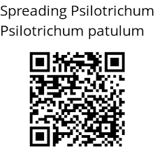 Image result for Psilotrichum