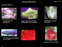 Image result for Lamiaceae
