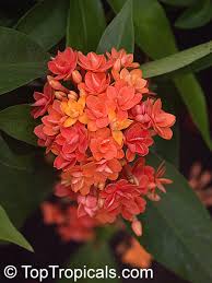 Image result for Ixora praetermissa