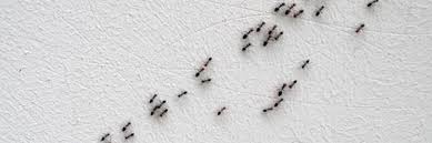 ant control: how to get rid of ants
