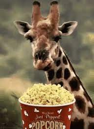 Giraffe Eating Gif Giraffe Eating Popcorn Discover Share Gifs Giraffe Popcorn Animals