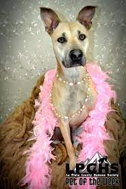 Why Has Roxi Been At The Humane Society So Long She Walks Great On The Leash She S Playful Energetic And Knows Her Basic C Humane Society Lonely Heart Pets
