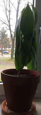The avocado tree is a fruit tree added in the june 26, 2020 update. How To Help An Avocado Plant Recover From Plant Transplant Shock Gardening Landscaping Stack Exchange