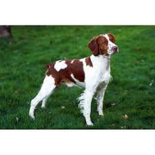 Brittany Dog Breeds Dog Com Brittany Dog Brittany Spaniel Dogs Dog Breeds Medium