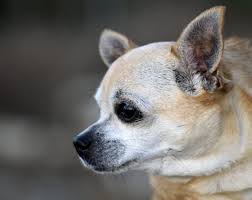 I miei genitori lavorano tutto il giorno e perciò io restavo accordo che lei ogni tando con il mio aiuto si fa una scopata con il cane, dopo 2 mi è stato raccontato da una signora come me , che lei ha fatto svariate esperienze facendosi scopare più volte e da di versi cani. Cagliari Uccide Il Proprio Cane A Bastonate Cagliari Vistanet