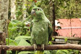 Topped with papaya salad, peanuts, chili aioli, thai herbs on a fluffy bun. El Loro Prehistorico Media Casi Un Metro De Altura Y Pesaba 7 Kilos