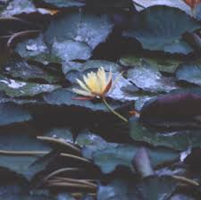 Image result for Nymphaea cf. mexicana